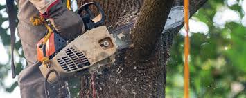 Why Choose Our Tree Removal Services in Shamokin, PA?