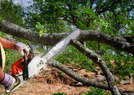 Best Hazardous Tree Removal  in Shamokin, PA