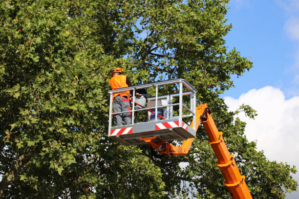 Best Storm Damage Tree Cleanup  in Shamokin, PA