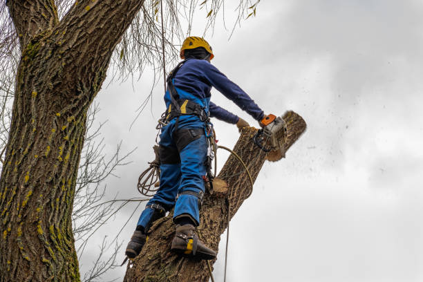 Best Utility Line Clearance  in Shamokin, PA