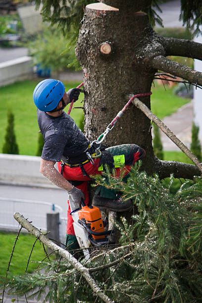 Best Tree Disease Treatment  in Shamokin, PA