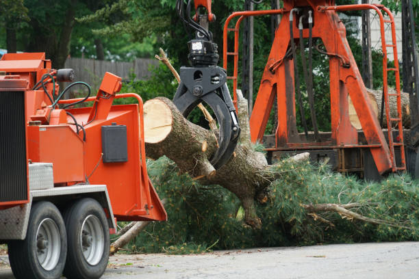 Best Fruit Tree Pruning  in Shamokin, PA