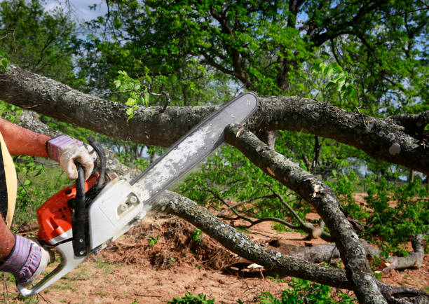 Best Leaf Removal  in Shamokin, PA